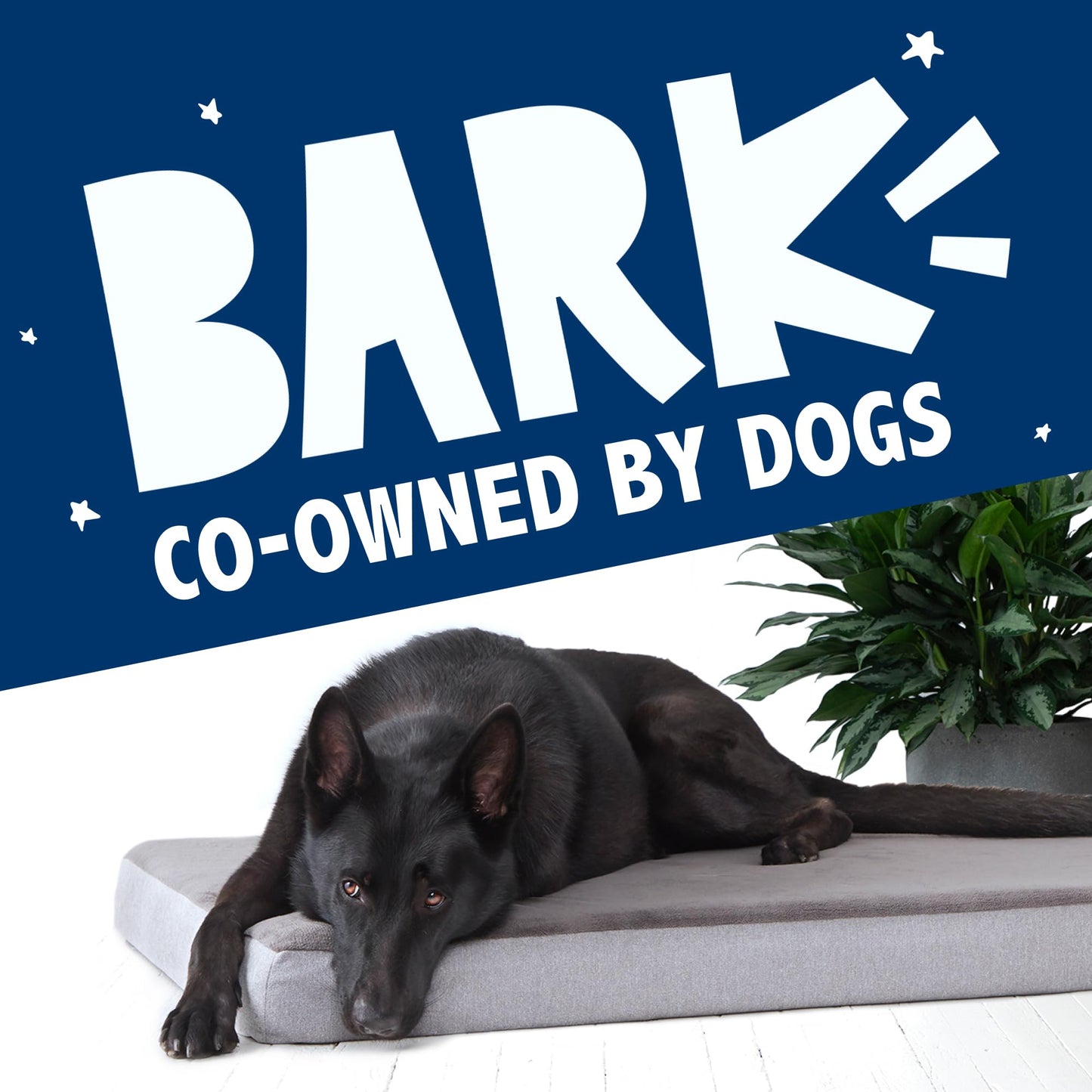 Barkbox Orthopedic Dog Bed with Memory Foam, Comfort Bed