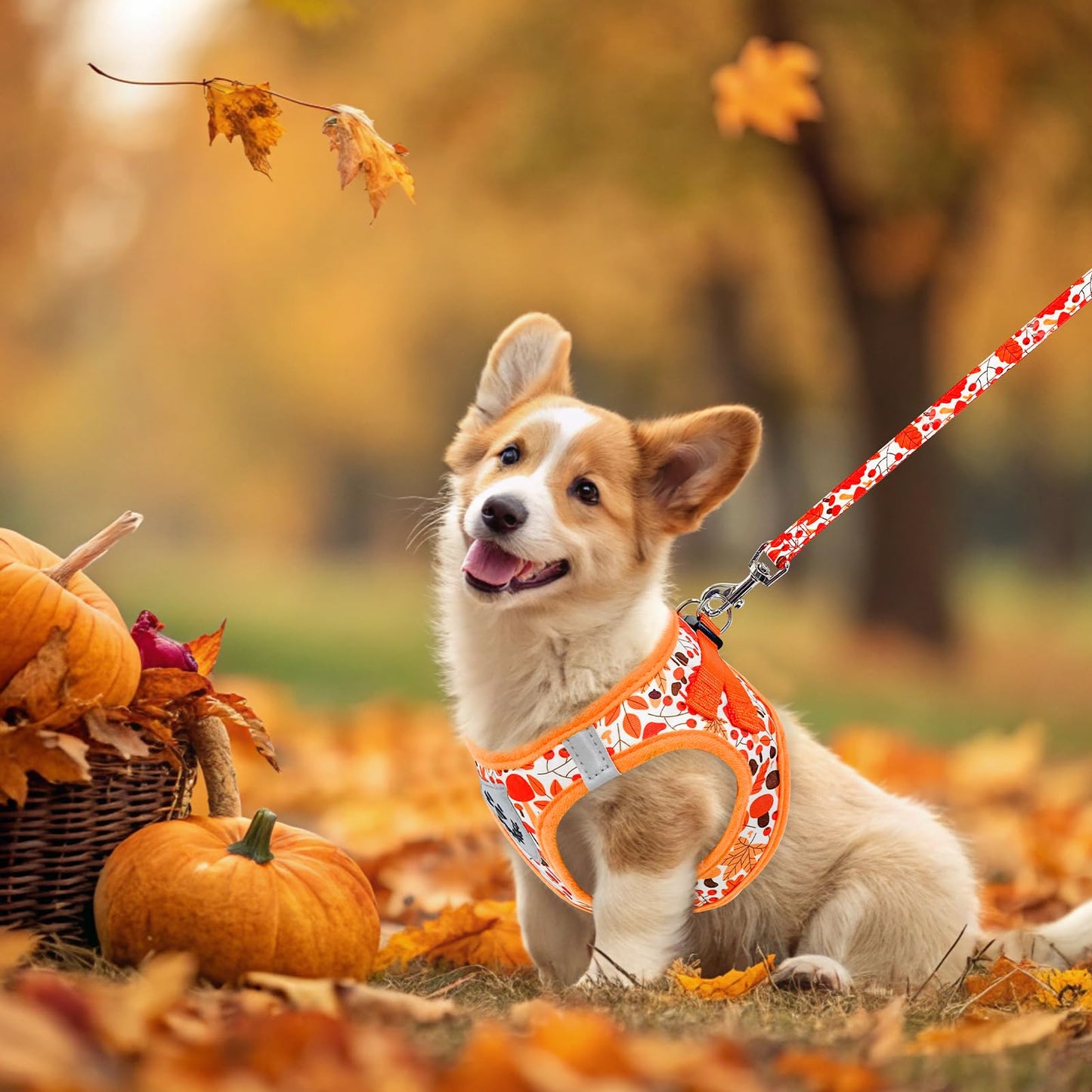 EXPAWLORER Thanksgiving Autumn Puppy Harness Dog Collar and Leash