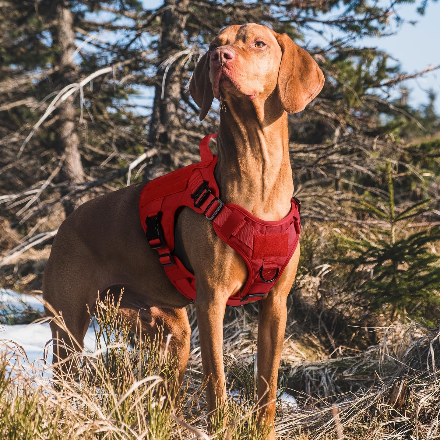 rabbitgoo Tactical Dog Harness for Large Dogs, Heavy Duty Dog Harness