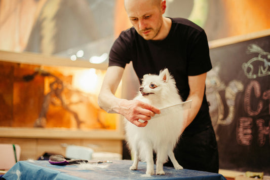 The 10-Minute Weekly Grooming Routine That Prevents Vet Visits