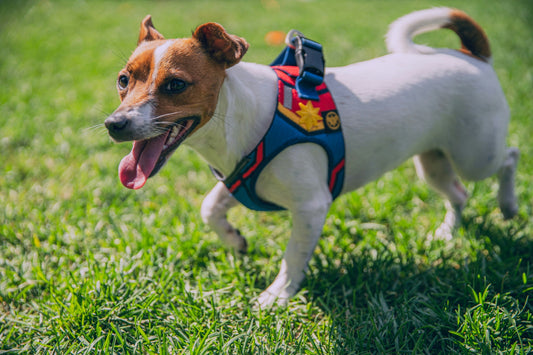 Harness vs. Collar: What's Actually Better for Your Dog?