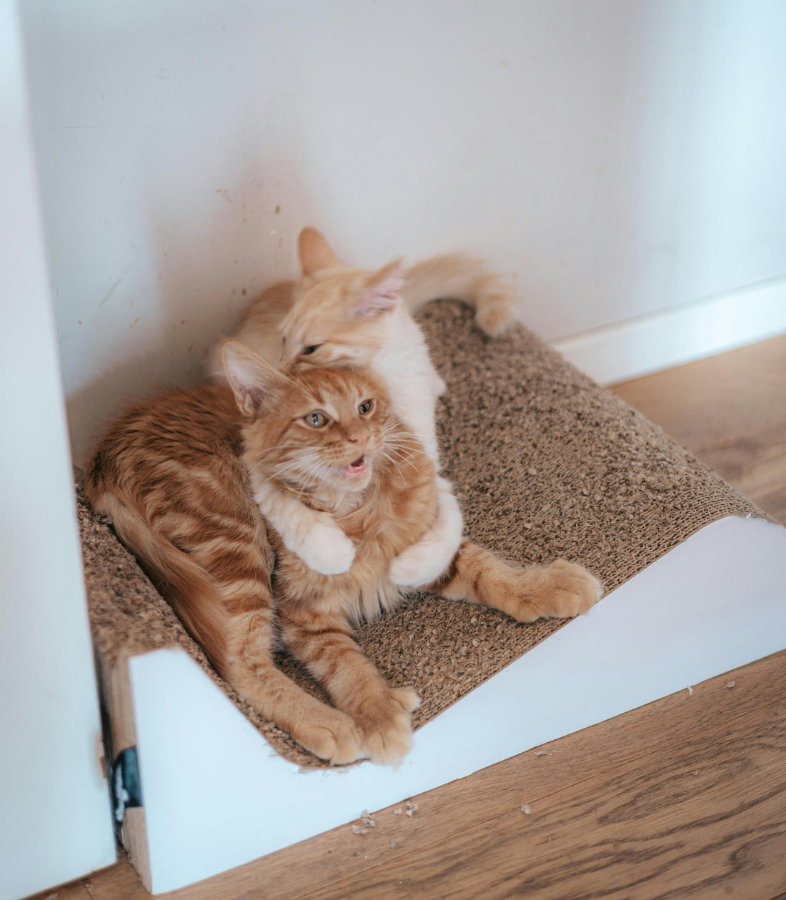 Why Your Cat Ignores Their Scratching Post (And How to Fix It)