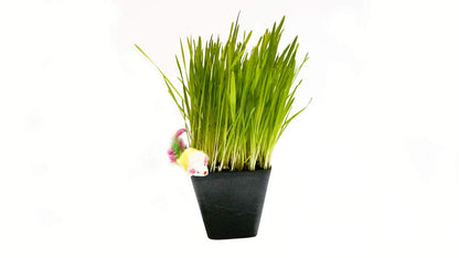 Thunder Acres Cat Grass Blend, Wheat, Barley, Oats, and Rye Mix Toy