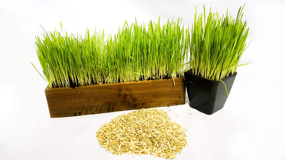 Thunder Acres Cat Grass Blend, Wheat, Barley, Oats, and Rye Mix Toy