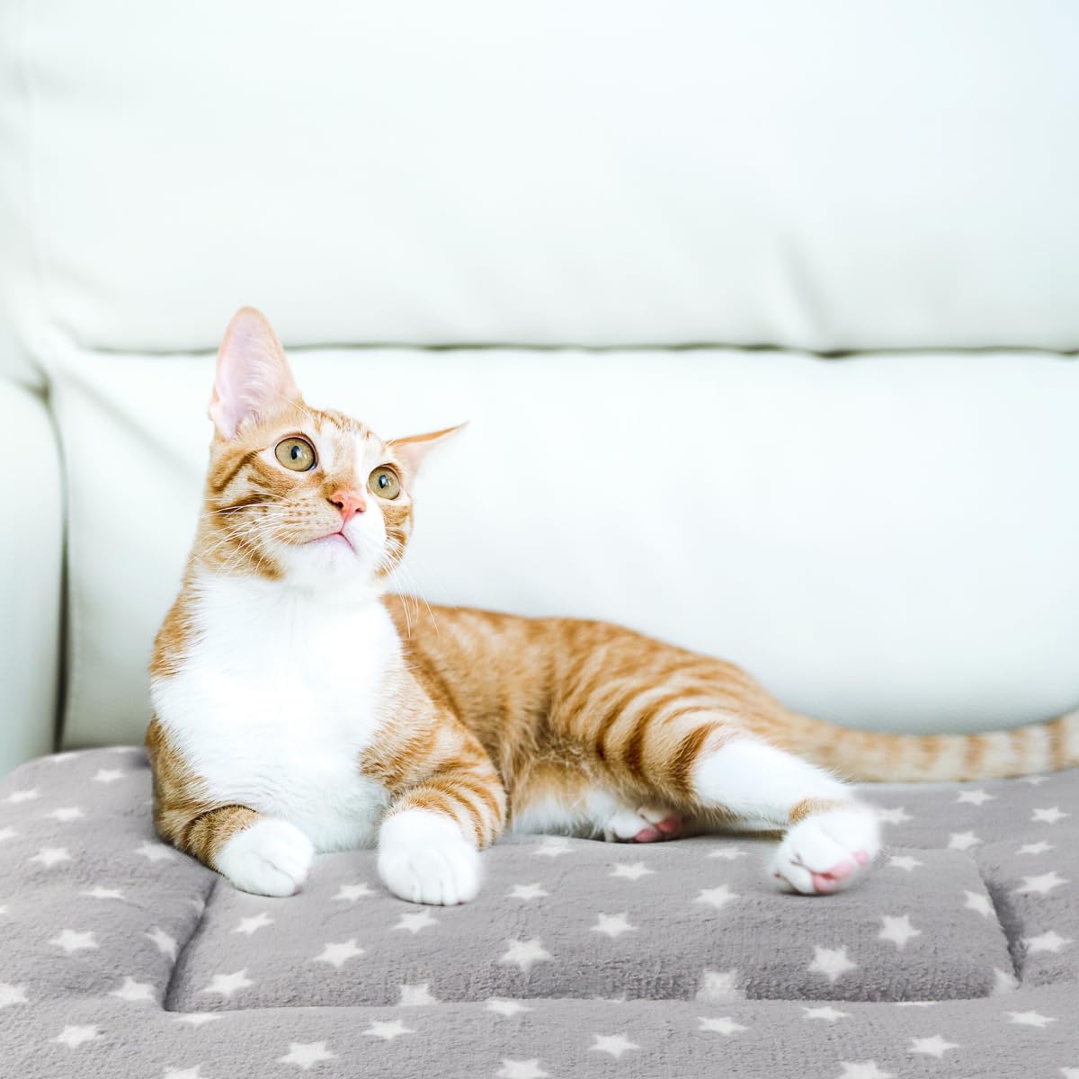 Tierecare 2 Pack Cat Blanket for Indoor Cats Ultra Soft and Warm Bed