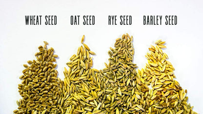 Thunder Acres Cat Grass Blend, Wheat, Barley, Oats, and Rye Mix Toy