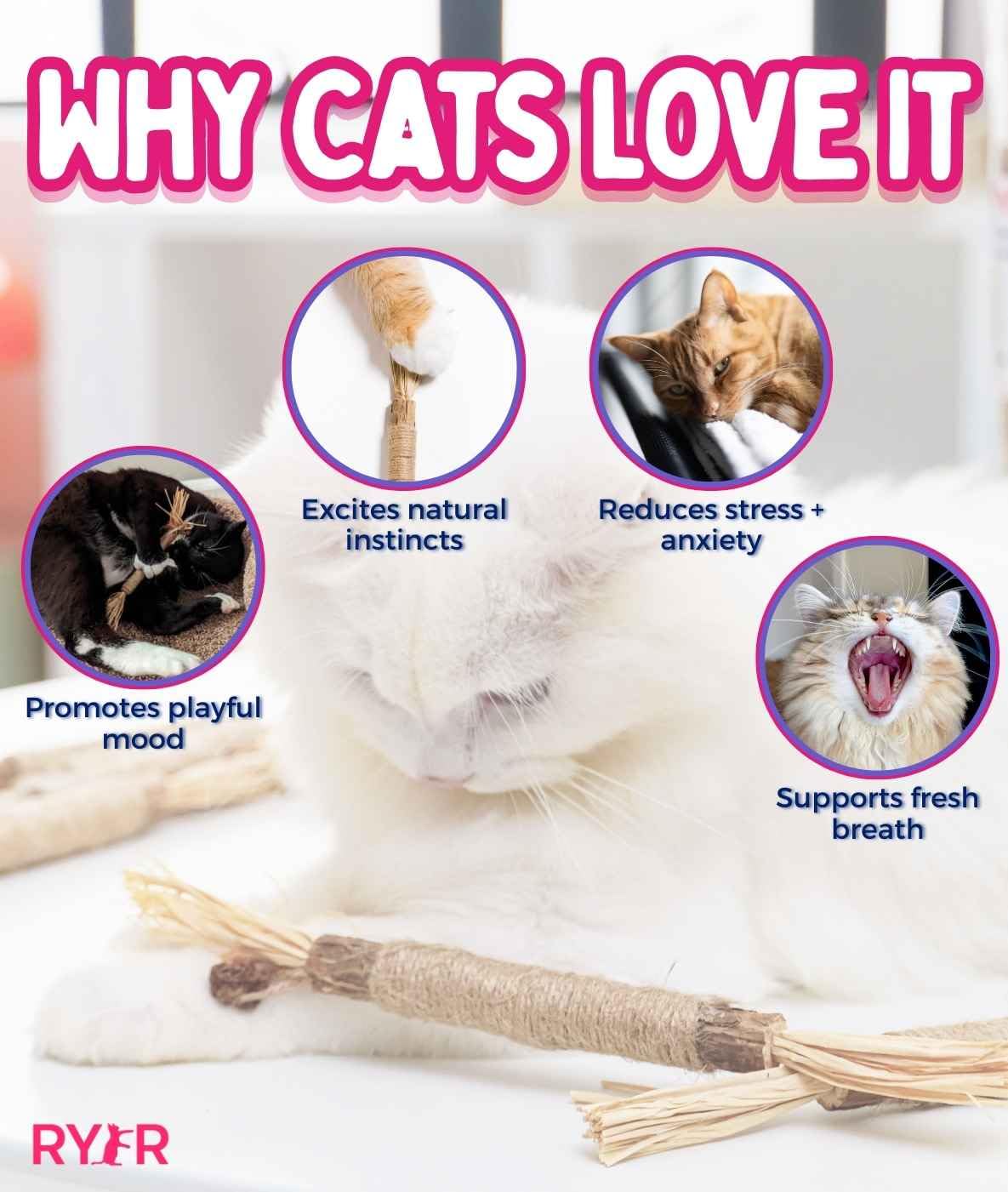 RYERCAT Silvervine Sticks for Cats Natural Cat Chew Toy for Toy