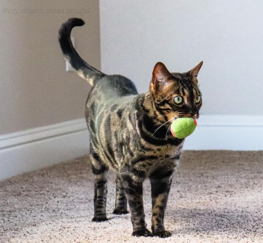 munchiecat Cat Toy Set 2-Piece Organic Catnip Toys with Soft Catnip