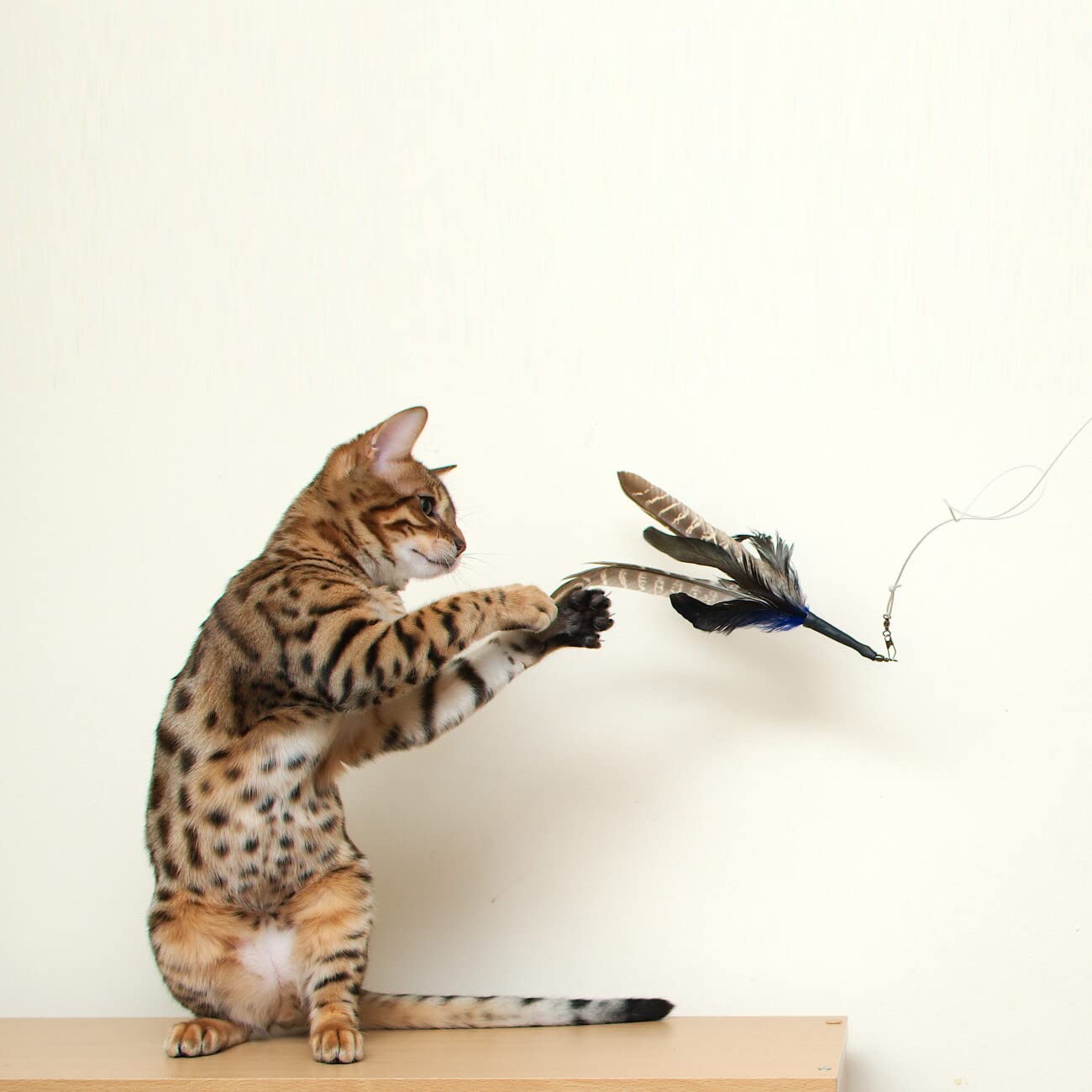 GoCat Da Bird Rod and Feather Cat Toy, Handmade in The USA (1 Feather