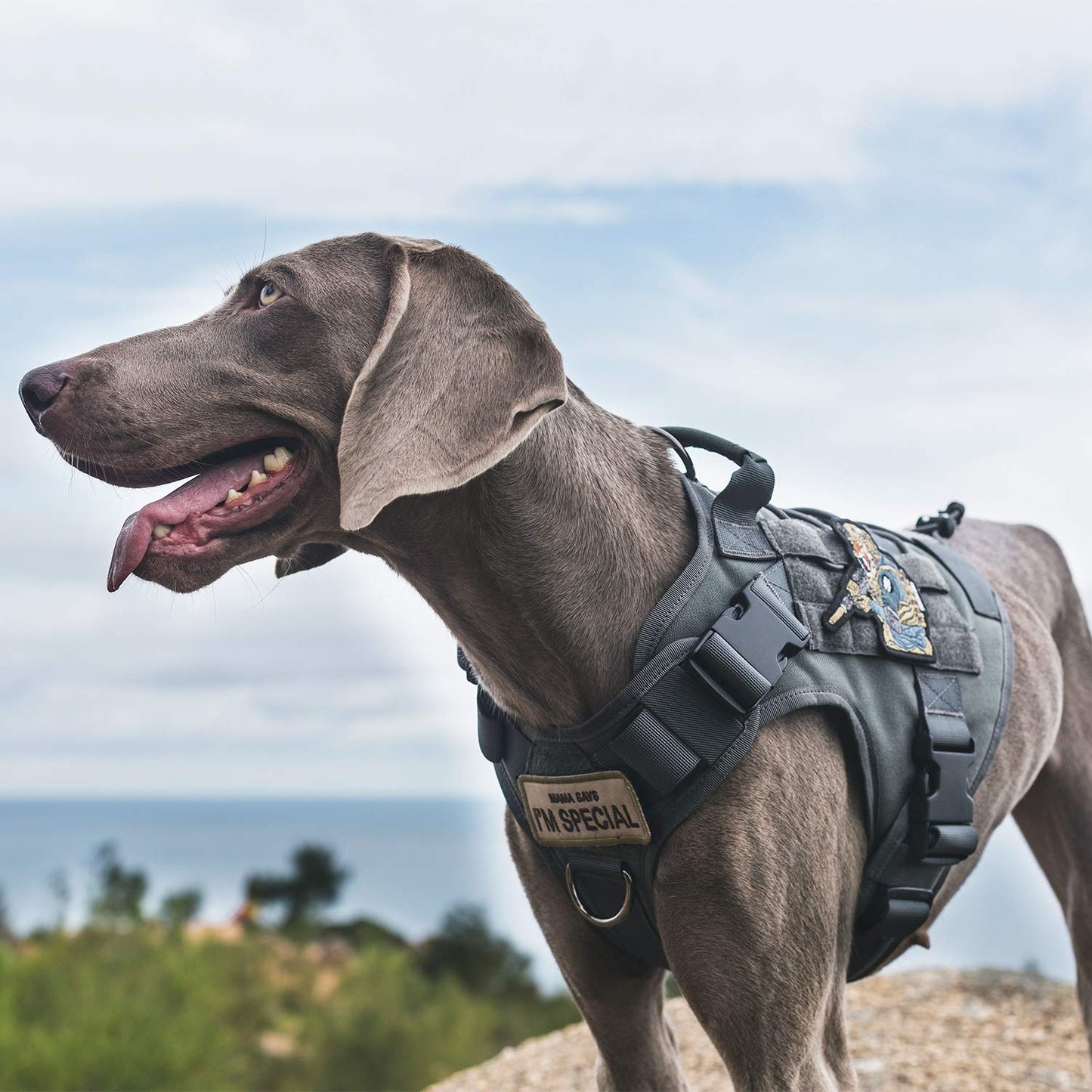 OneTigris Adjustable Tactical Dog Harness with Handle Full Harness
