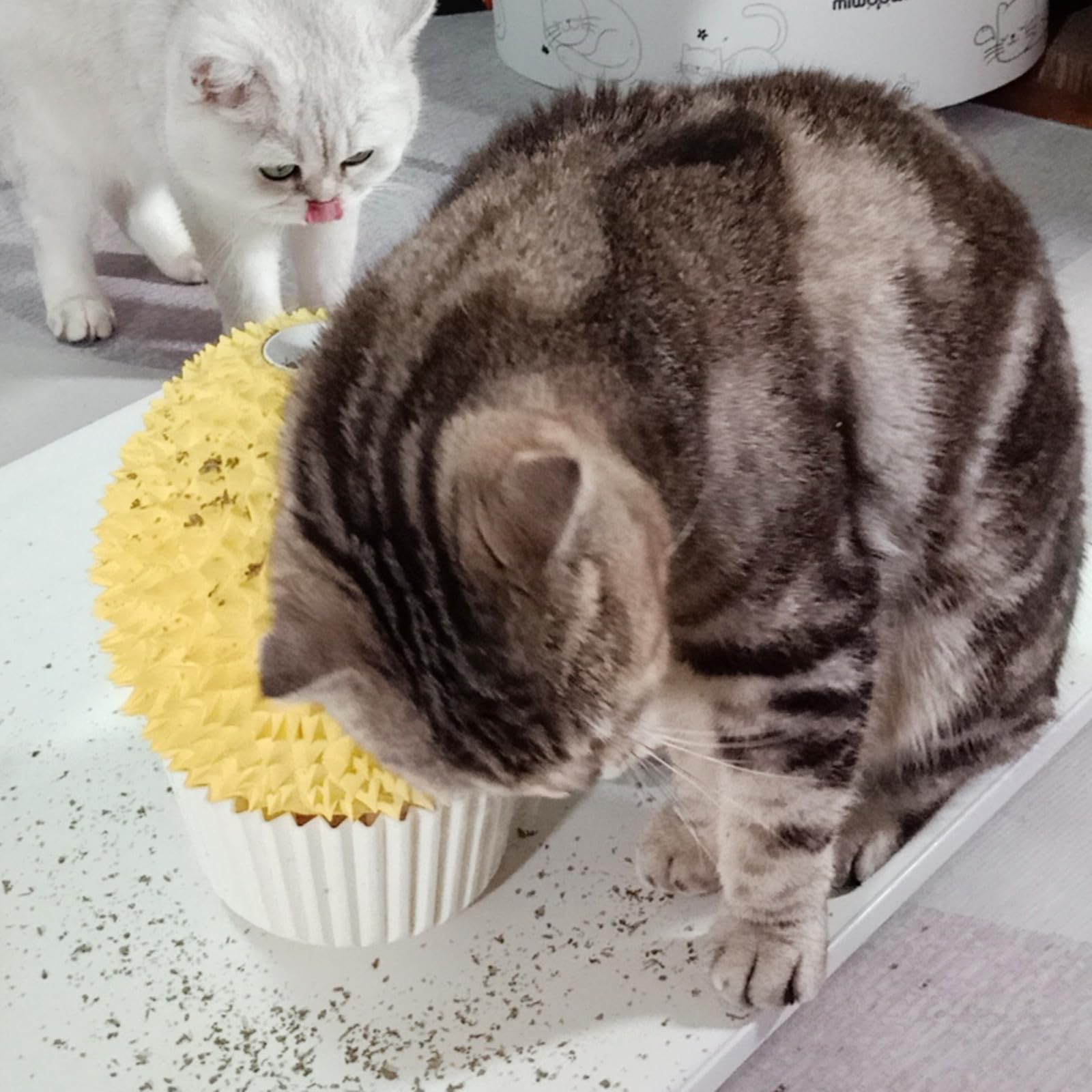 Miwoowim Catnip Feeder and Self Grooming Toys Cat Face Scratcher