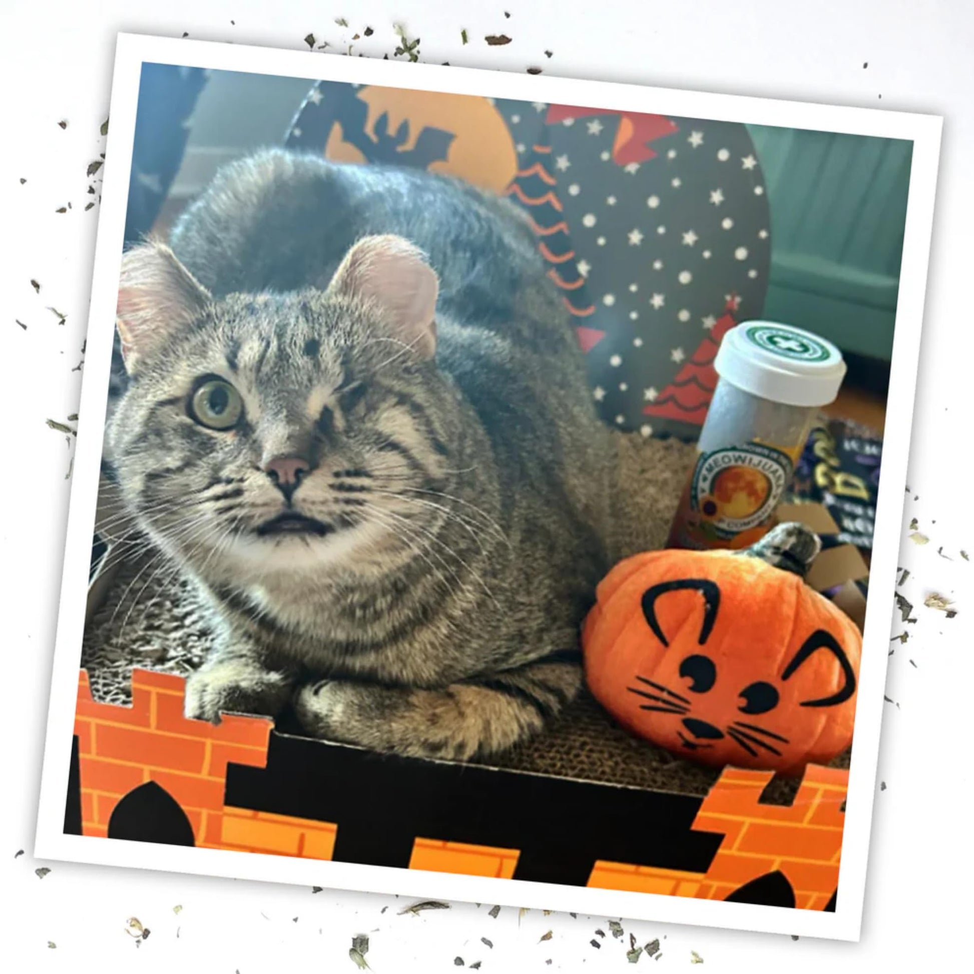 Meowijuana Get Spooked Bundle, Pumpkin Refillable Toy and Catnip