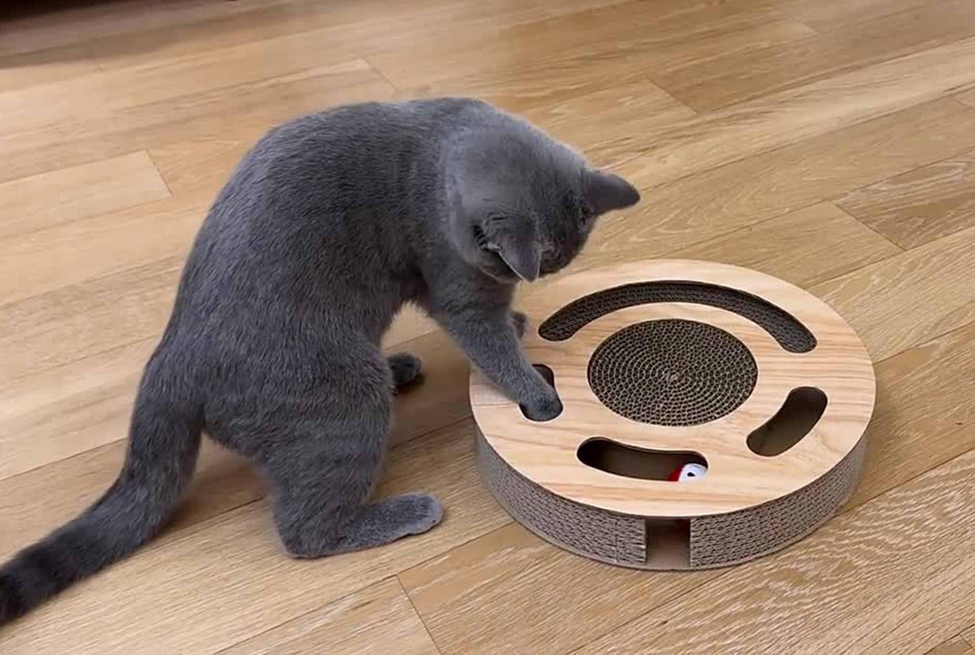 MIAOXSEN Cat Toy with Sturdy Scratching Pads and 2 Jingly Balls