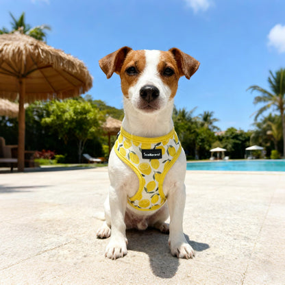SCENEREAL Small Dog Harness and Leash Collar Set No Pull Dog Harness
