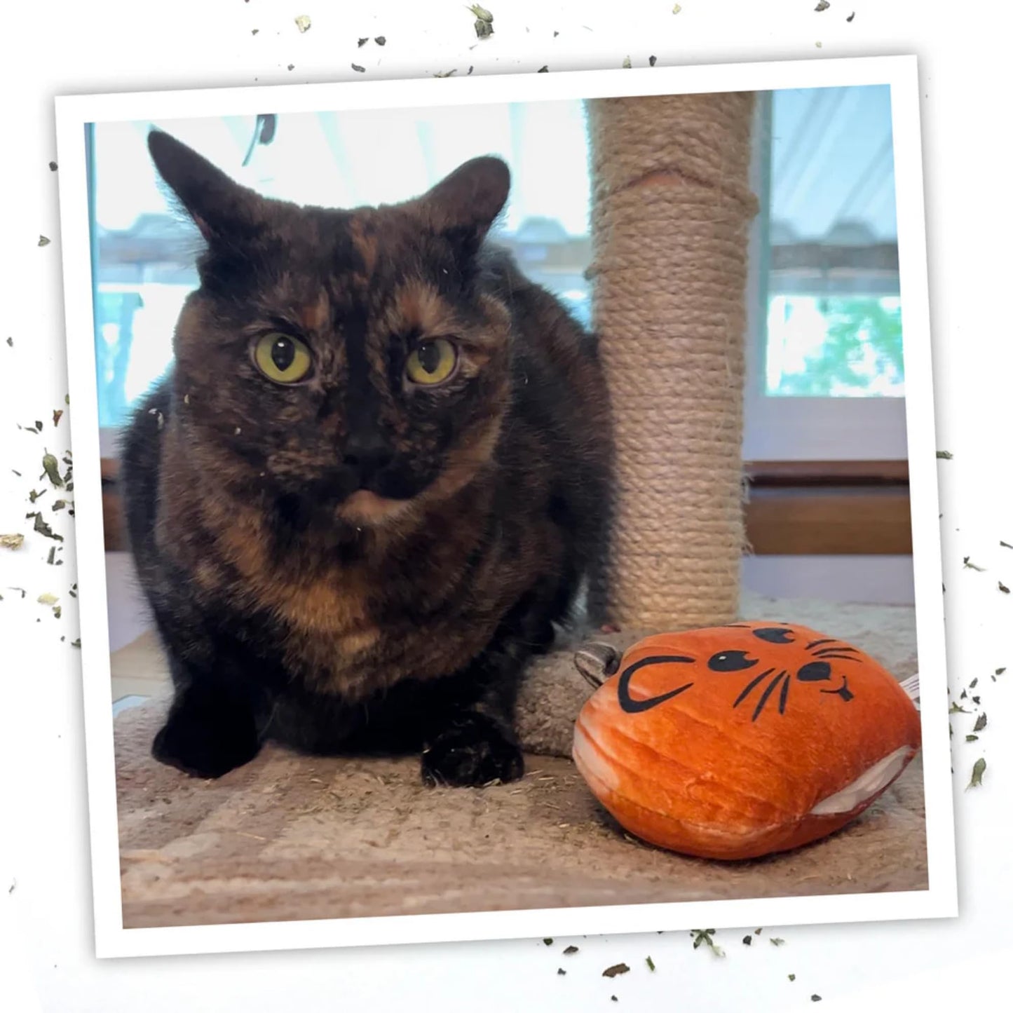 Meowijuana Get Spooked Bundle, Pumpkin Refillable Toy and Catnip