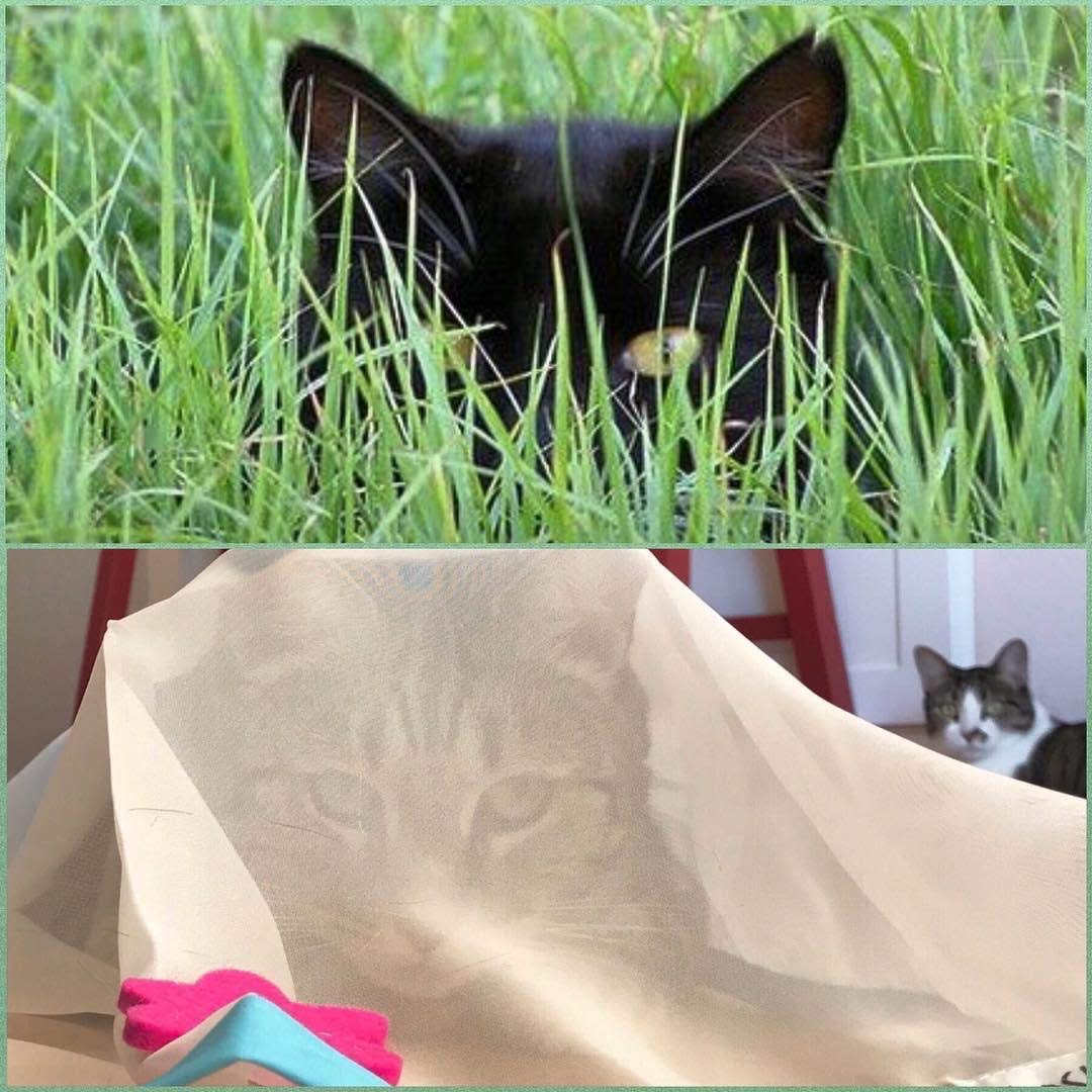 Sheer Fun For Cats Toy, Renews Old Toys, Engages Hunting Ball