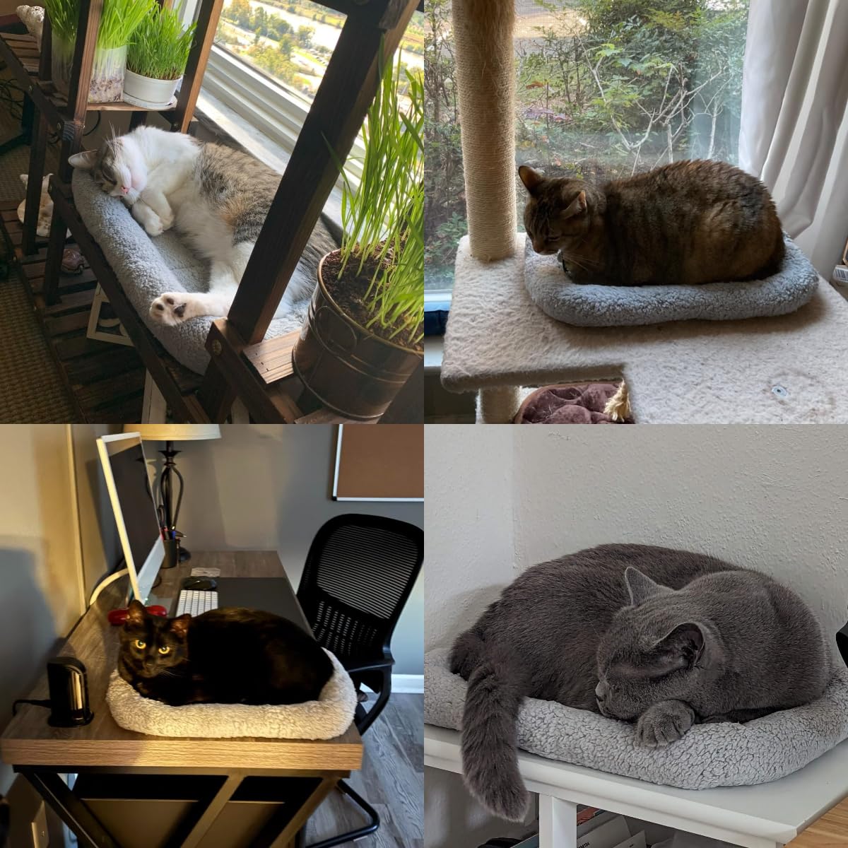 LESYPET Cat Bed for Indoor Cats, Soft Cat Cushion with Cat Pillow Bed