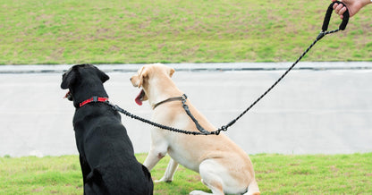 iYoShop Dual Dog Leash 360° Swivel, No Tangle Walking Leash with Leash