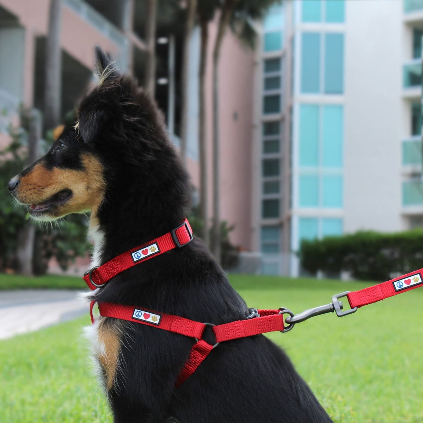 Pawtitas Solid Step-in Dog Harness Adjustable No-Pull Vest for Harness