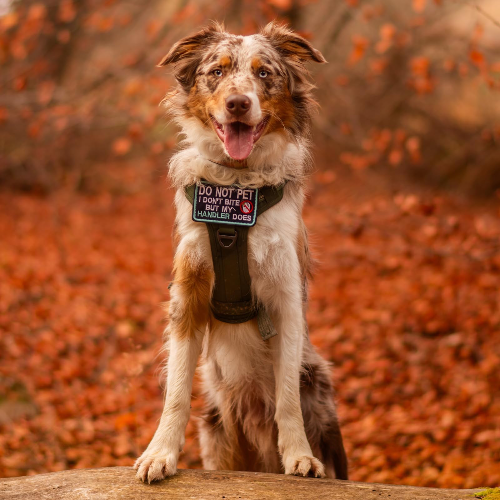 rabbitgoo Tactical Dog Harness for Medium Dogs No Pull Harness