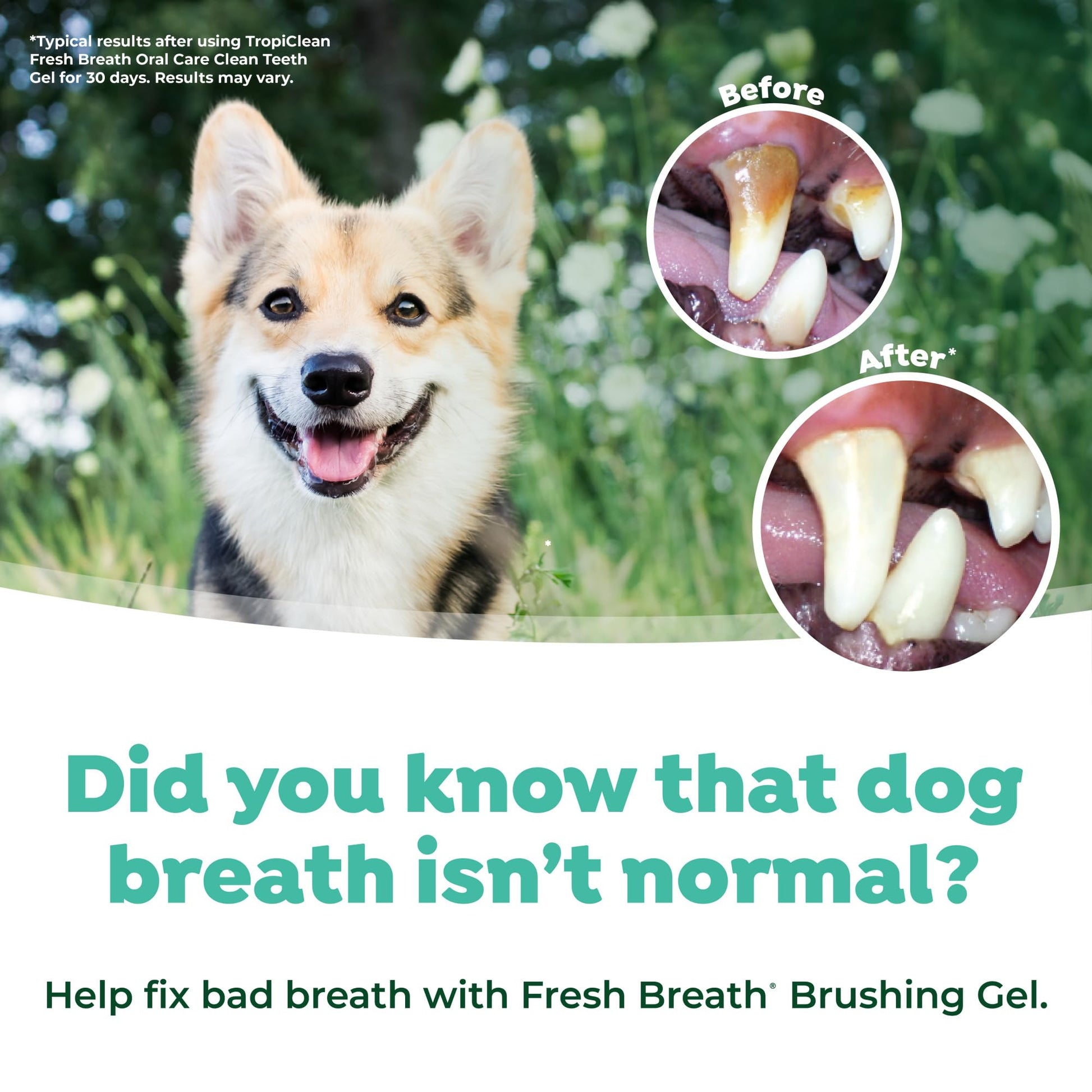 TropiClean Fresh Breath Dog Oral Care Kit, Complete Toothbrush Kit