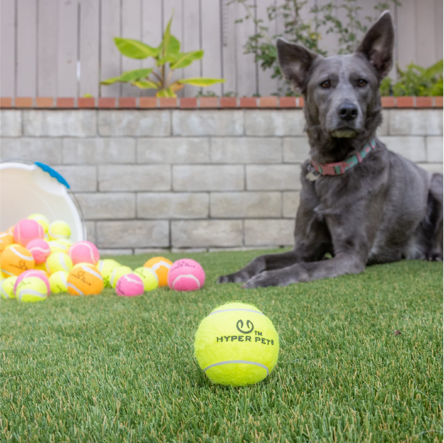 Hyper Pet Tennis Balls for Dogs 12 Pack 2.5'' Durable Non-Toxic Balls
