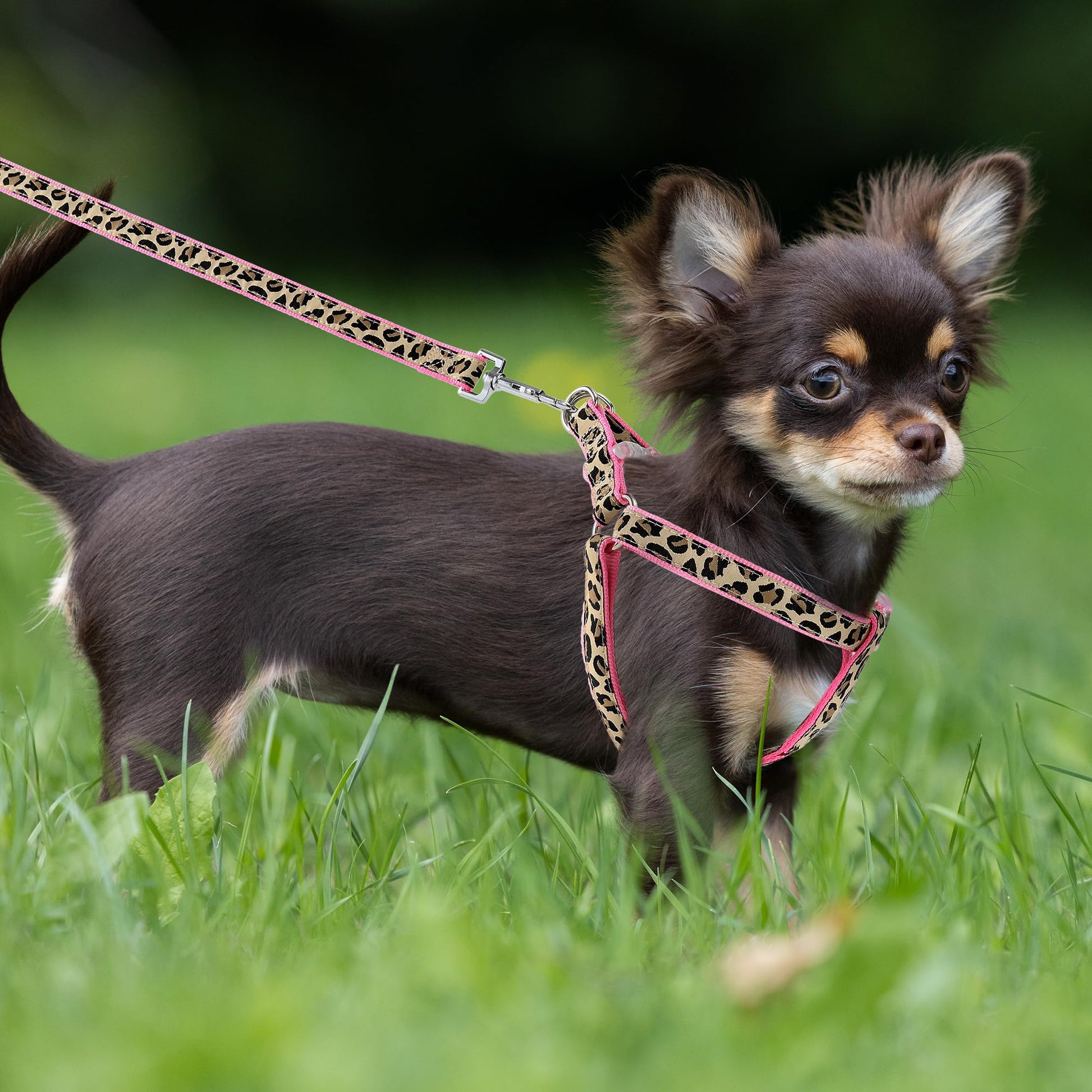 Mile High Life Leopard Dog Harness Collar Leash Set, Adjustable Collar