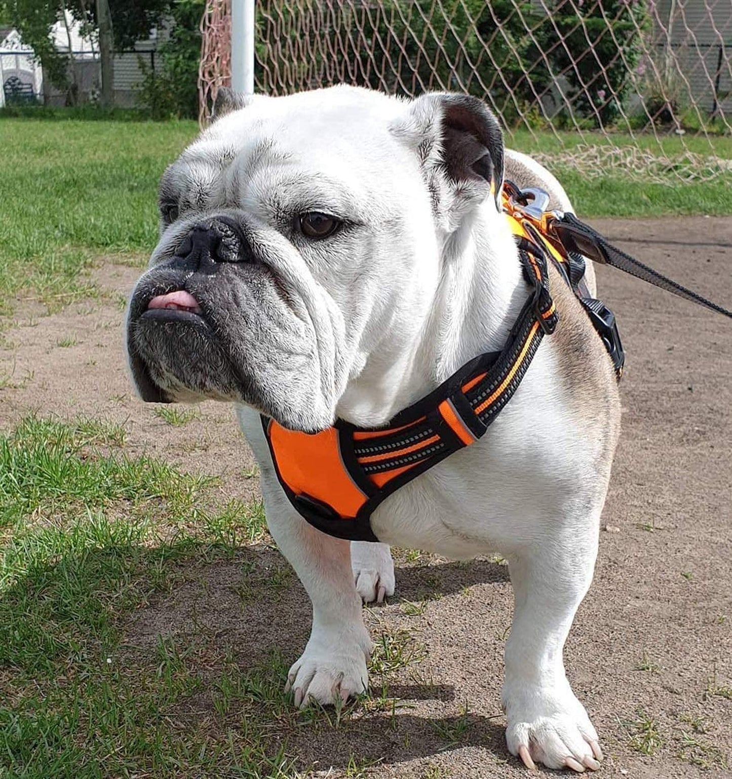 rabbitgoo Dog Harness No Pull with 2 Leash Clips, Adjustable Leash