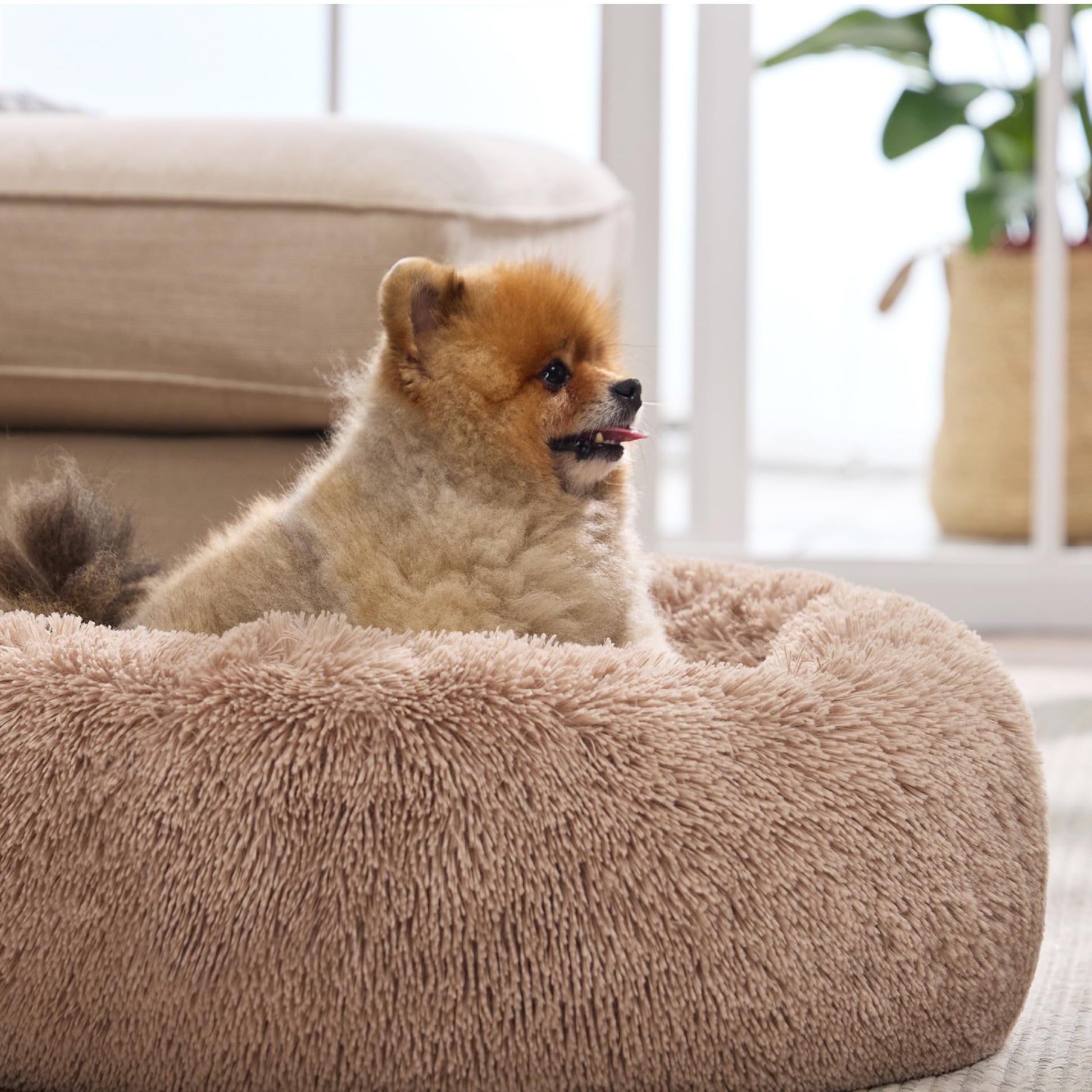 Bedsure Calming Cat Beds for Indoor Cats Small Cat Bed Washable Bed
