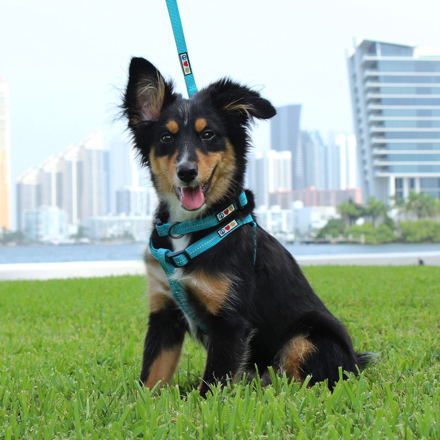 Pawtitas Recycled Reflective Step-in Dog Harness Adjustable Harness