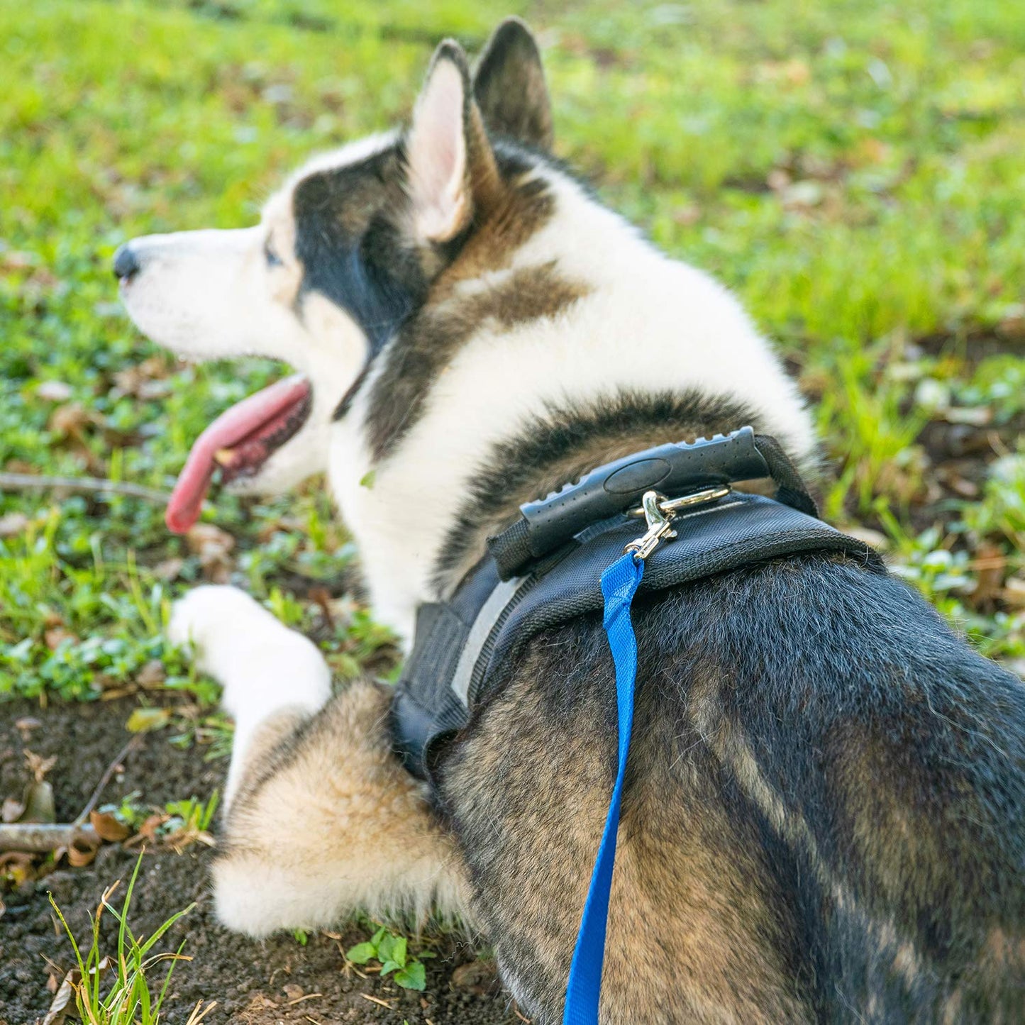 Hi Kiss Dog/Puppy Obedience Recall Training Agility Lead Training Lead