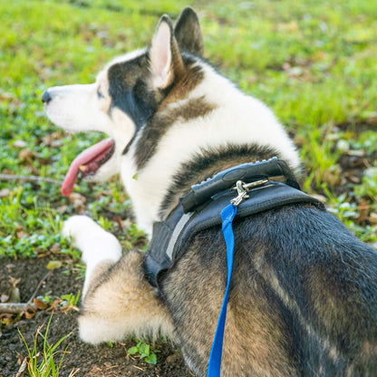 Hi Kiss Dog/Puppy Obedience Recall Training Agility Lead Training Lead