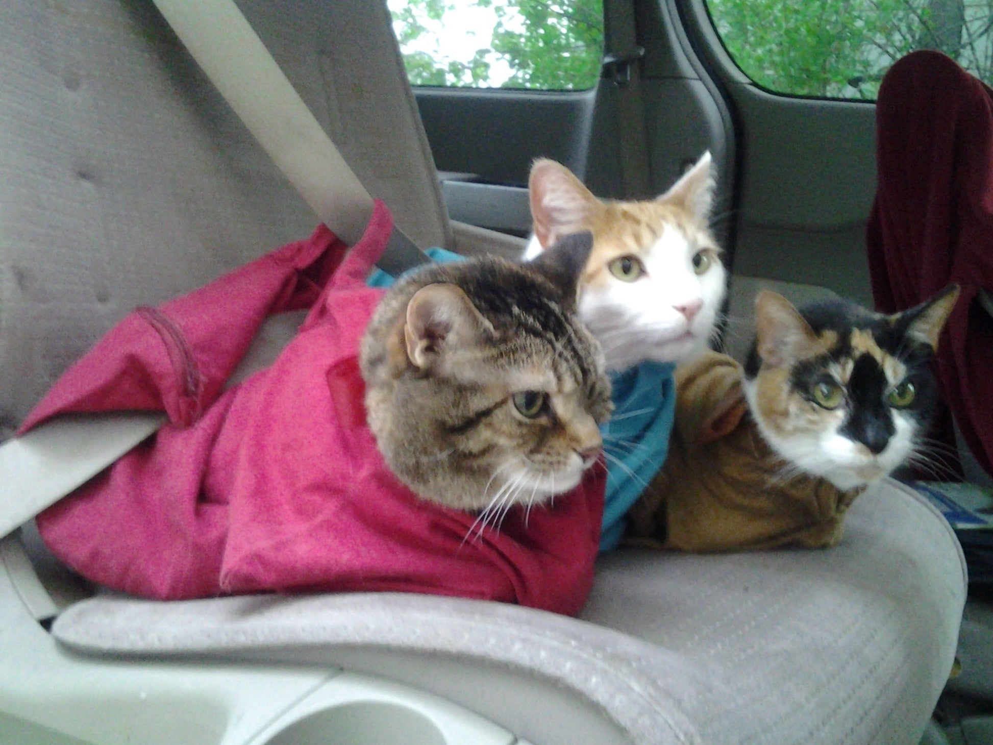 Cat-in-the-Bag Cozy Comfort Carrier Small Pet Carrier and Cat Carrier