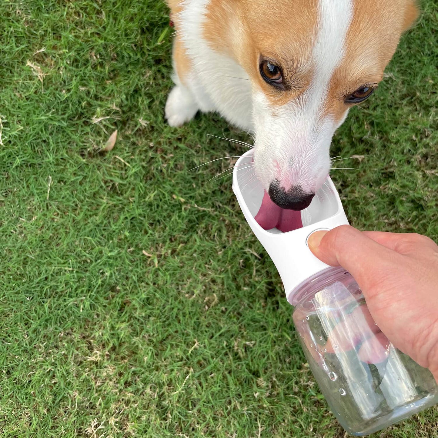 WePet Portable Dog Water Bottle, Leak Proof Puppy Water Dispenser