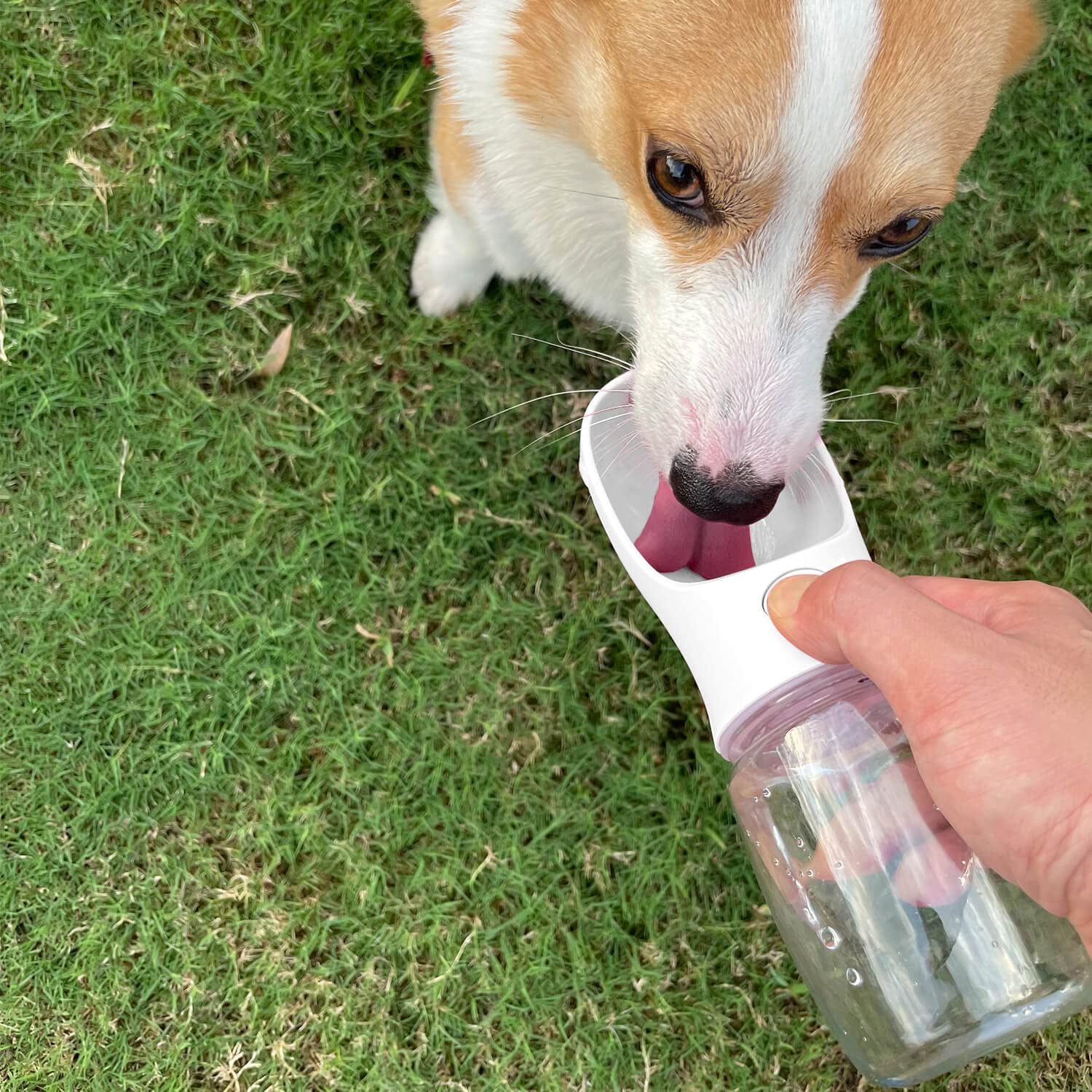 WePet Portable Dog Water Bottle, Leak Proof Puppy Water Dispenser