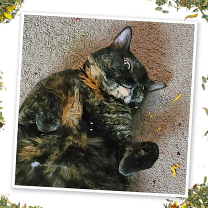 Meowijuana Get Spooked Bundle, Pumpkin Refillable Toy and Catnip