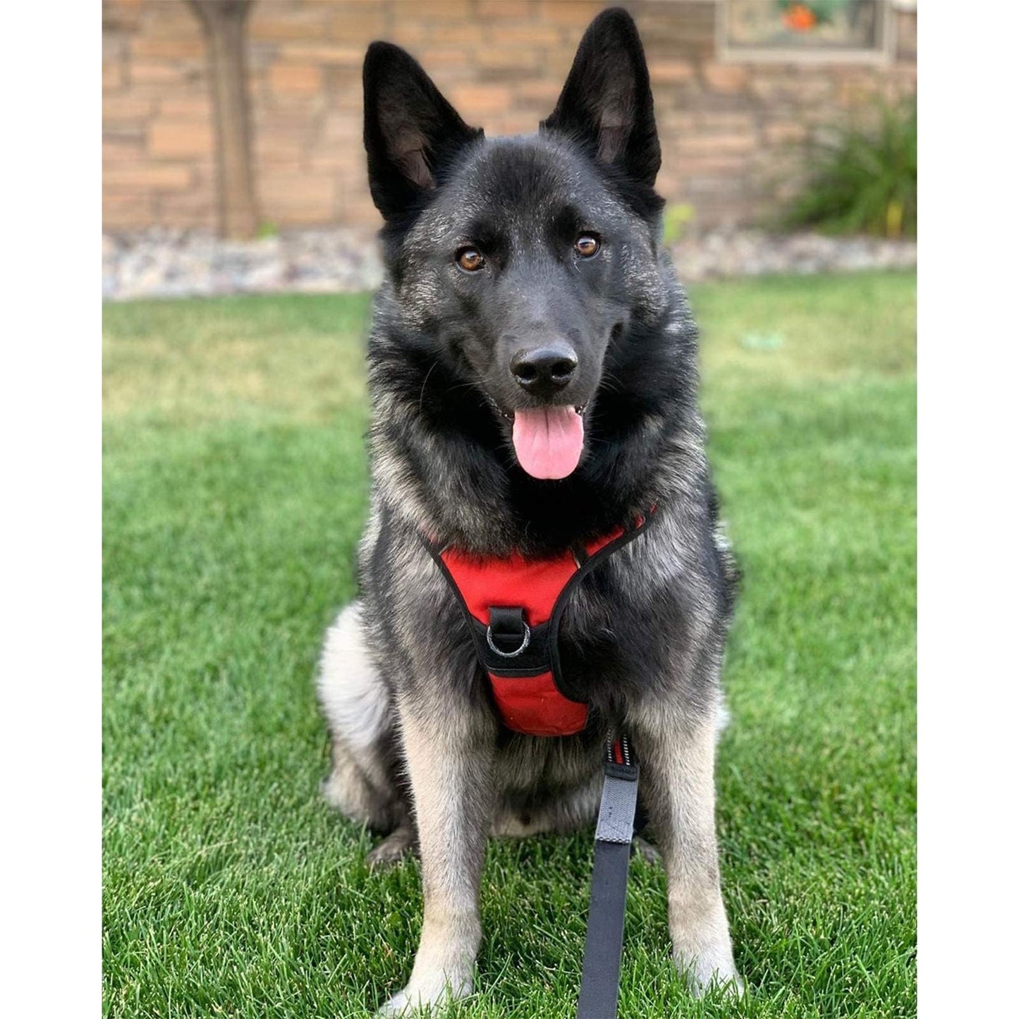 rabbitgoo Dog Harness, No-Pull Pet Harness with 2 Leash Clips Leash
