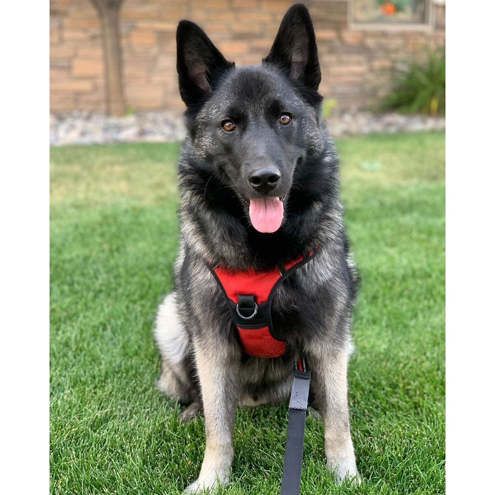 rabbitgoo Dog Harness, No-Pull Pet Harness with 2 Leash Clips Leash