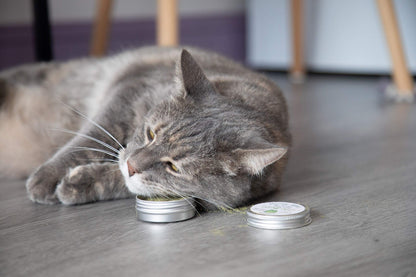 Meowy Janes All Natural Magic Cat Play Powder Catnip and Catnip