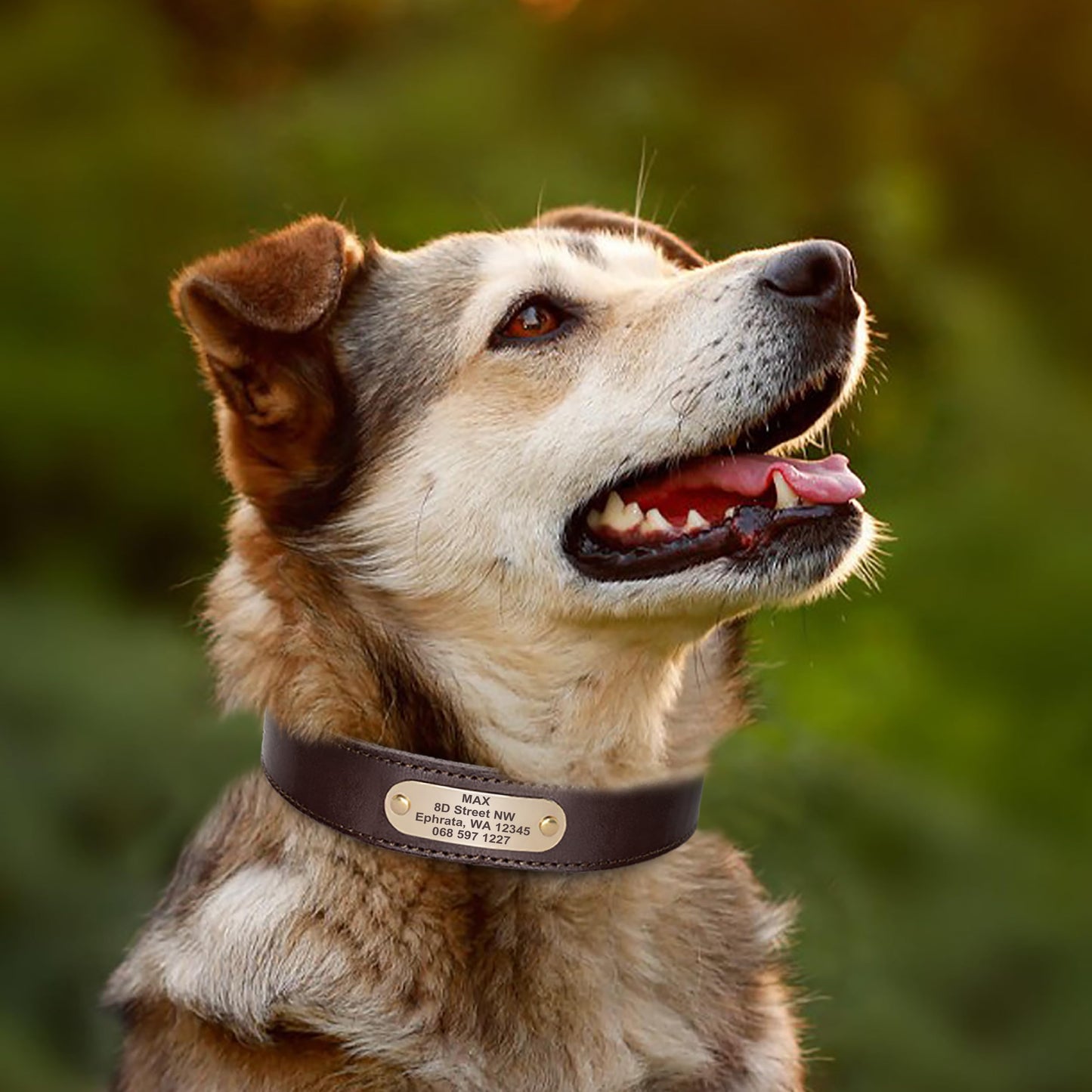 Didog Genuine Leather Dog Collars with Engraved Nameplate Collar