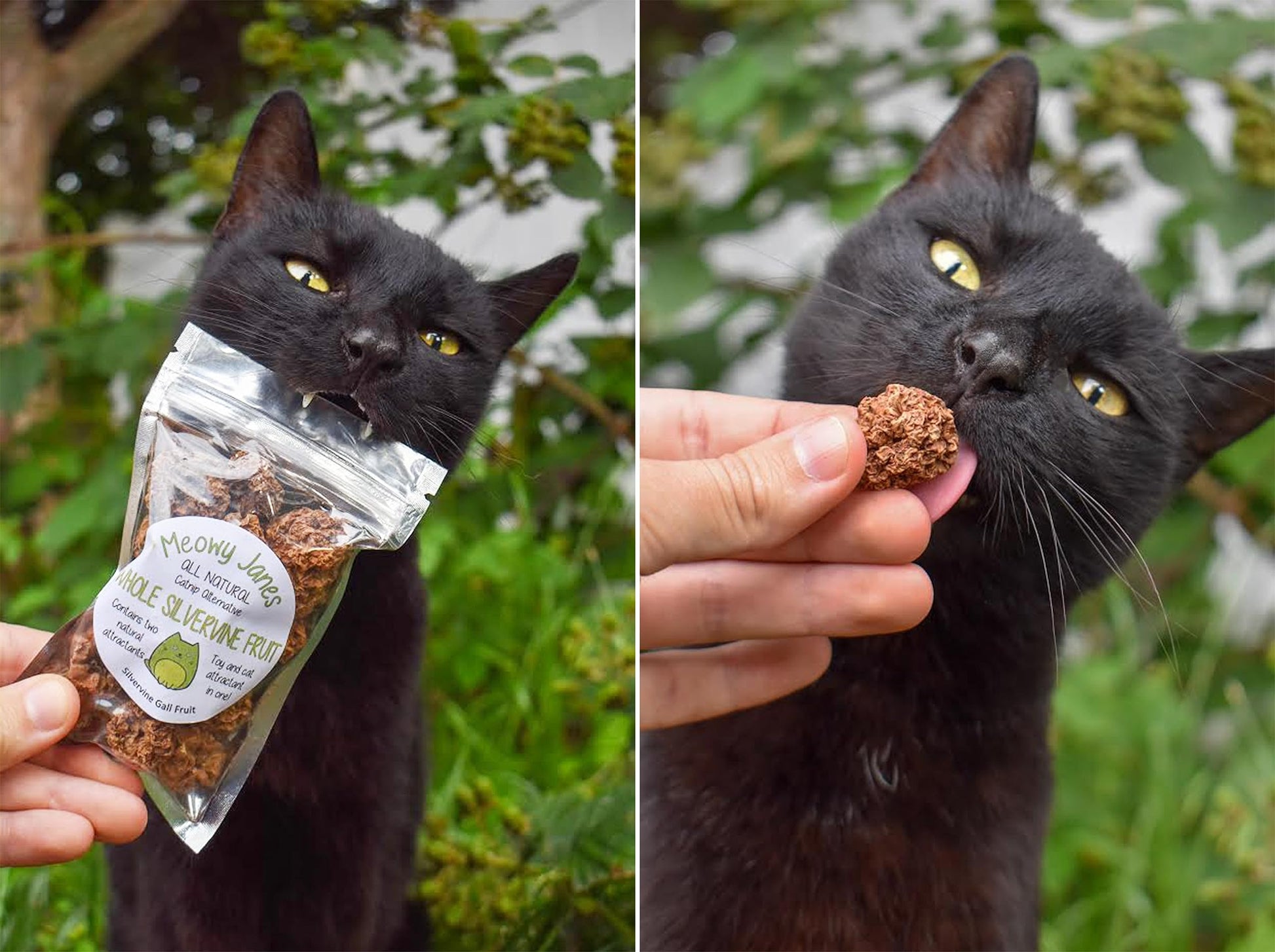 Meowy Janes Whole Silvervine Fruit- Dried Silvervine Gall Fruit Toy