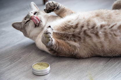 Meowy Janes All Natural Magic Cat Play Powder Catnip and Catnip