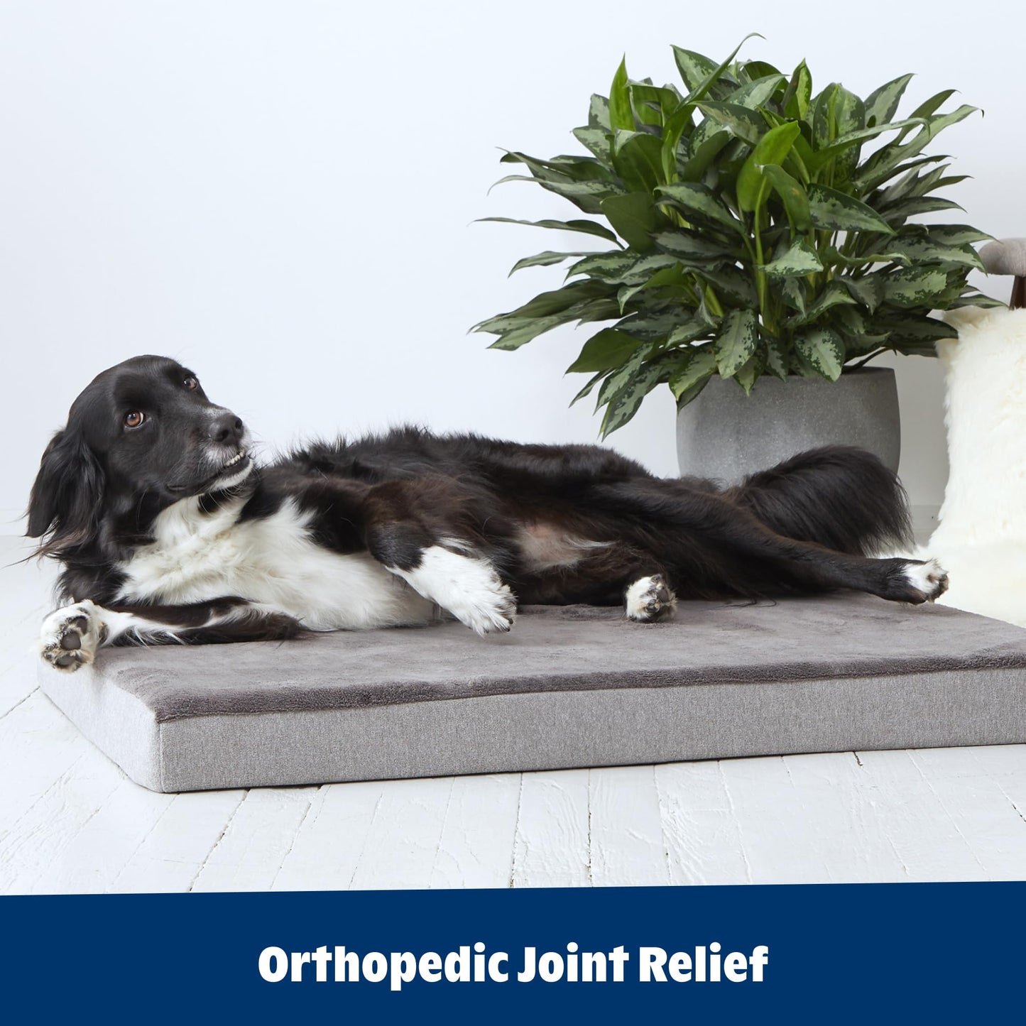 Barkbox Orthopedic Dog Bed with Memory Foam, Comfort Bed