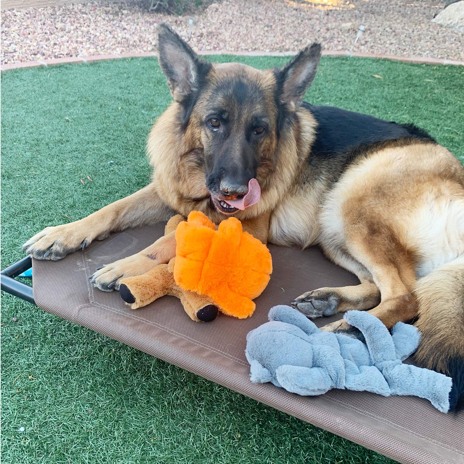 Jalousie 5 Pack 12'' Dog Toys Assortment Plush Squeaky Toys