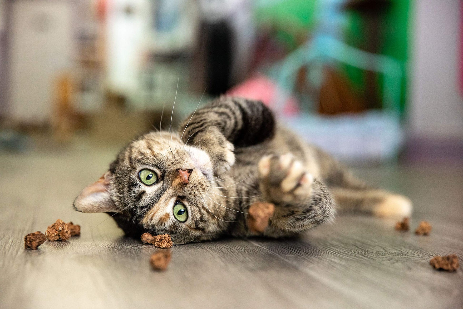 Meowy Janes Whole Silvervine Fruit- Dried Silvervine Gall Fruit Toy