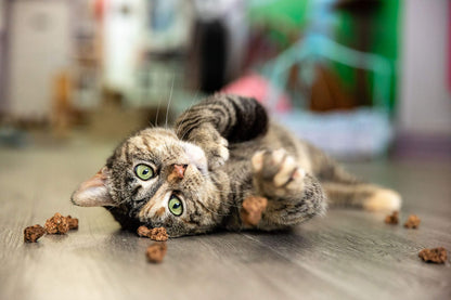 Meowy Janes Whole Silvervine Fruit- Dried Silvervine Gall Fruit Toy