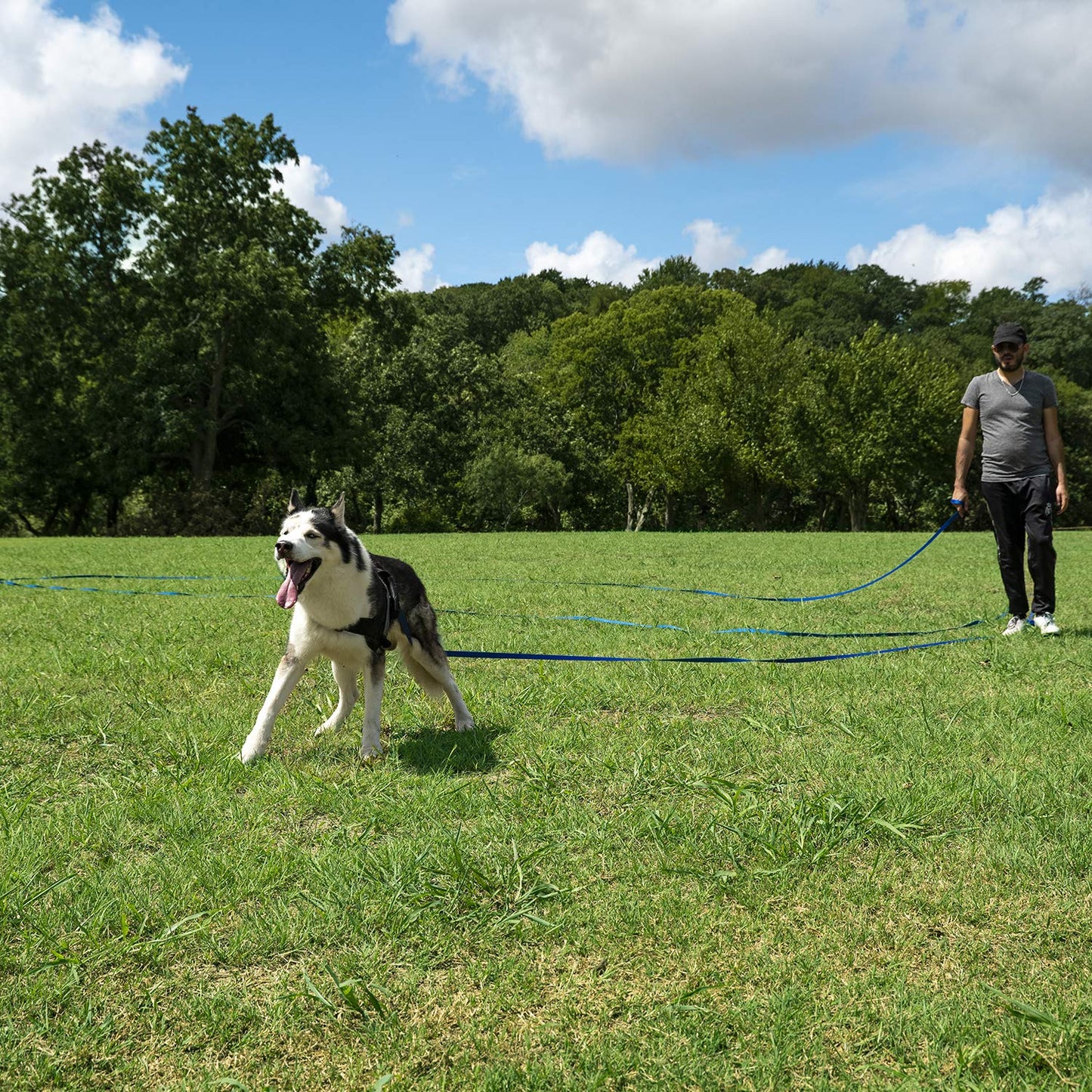 Hi Kiss Dog/Puppy Obedience Recall Training Agility Lead Training Lead