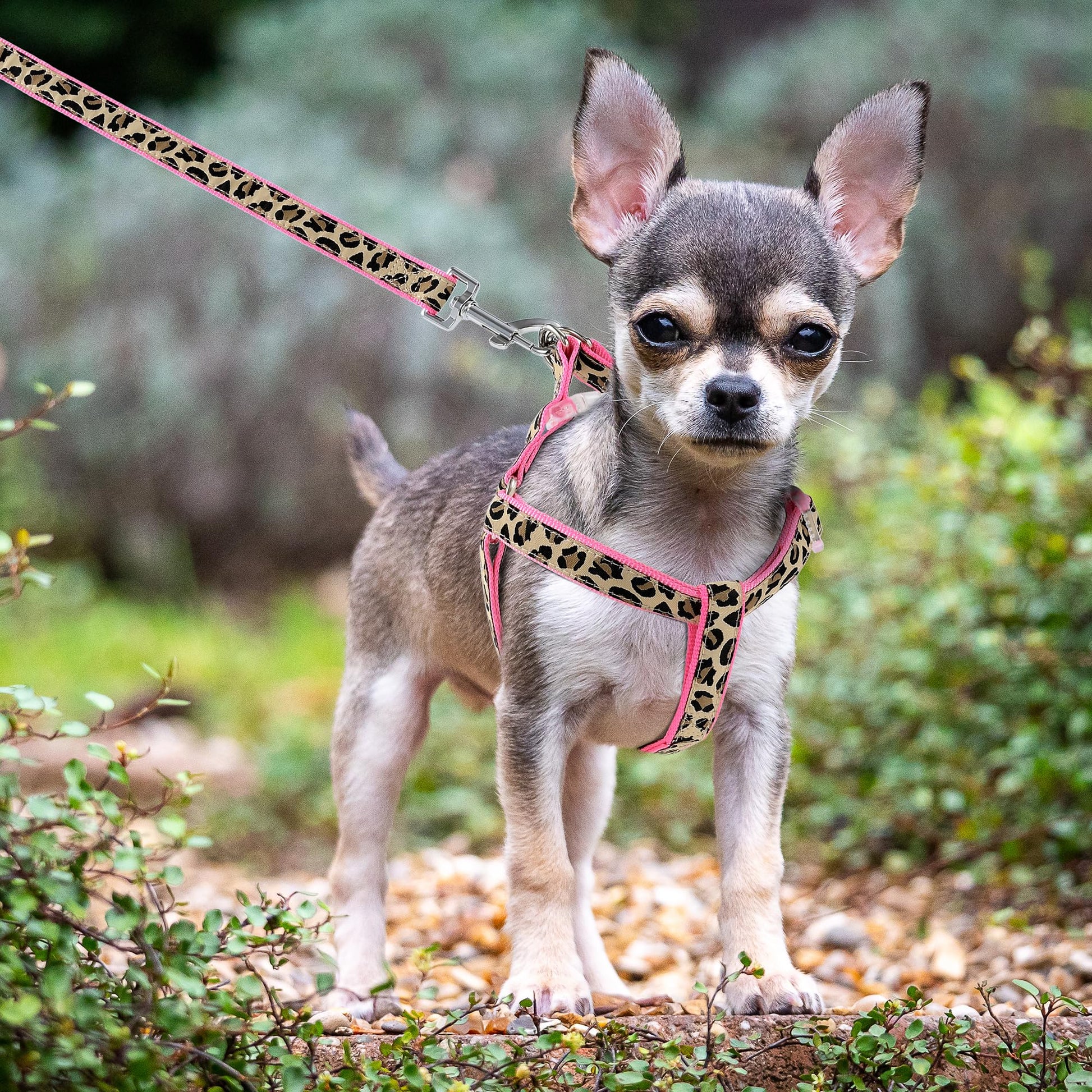 Mile High Life Leopard Dog Harness Collar Leash Set, Adjustable Collar