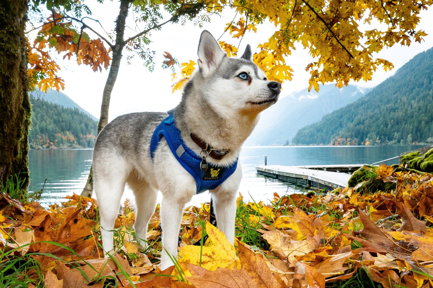 EcoBark Step in Dog Harness Reflective Soft Luxurious Mesh Harness